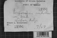 Diplomitoporus overholtsii image