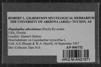 Hapalopilus albocitrinus image