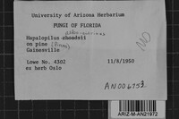 Hapalopilus albocitrinus image