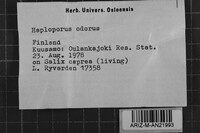Haploporus odorus image