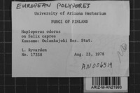 Haploporus odorus image