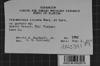 Grammothele lineata image