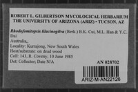 Rhodofomitopsis lilacinogilva image