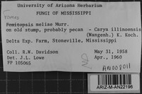 Fomes meliae image