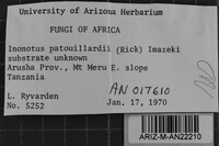 Inonotus patouillardii image