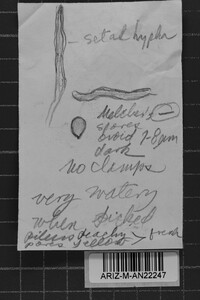 Inonotus quercustris image
