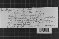 Inonotus nidus-pici image
