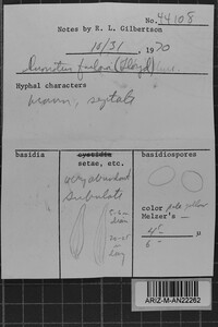 Inonotus farlowii image