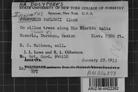Inonotus farlowii image