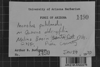 Inonotus patouillardii image