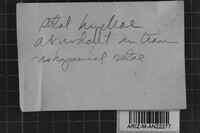 Inonotus patouillardii image
