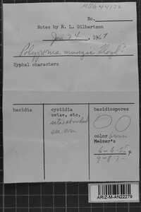 Inonotus munzii image