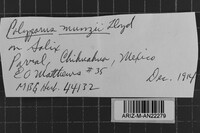 Inonotus munzii image