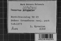 Inonotus leporinus image