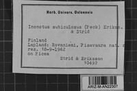 Inonotopsis subiculosa image
