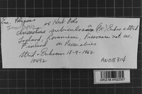 Inonotopsis subiculosa image