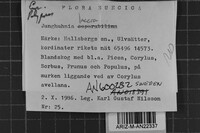 Junghuhnia lacera image