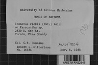 Inonotus rickii image
