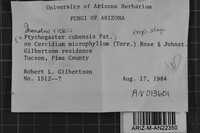Inonotus rickii image