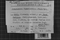 Steccherinum fimbriatellum image