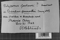 Inonotus munzii image