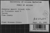 Inonotus munzii image