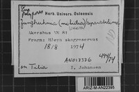 Junghuhnia lacera image
