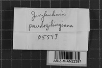 Junghuhnia pseudozilingiana image