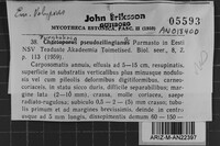 Junghuhnia pseudozilingiana image