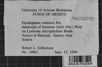 Inonotus rickii image