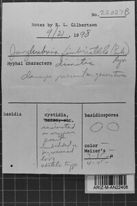Steccherinum fimbriatellum image