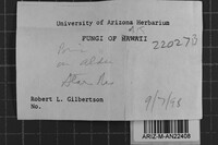 Steccherinum fimbriatellum image