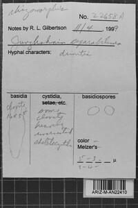 Junghuhnia lacera image