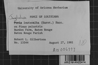 Junghuhnia luteoalba image