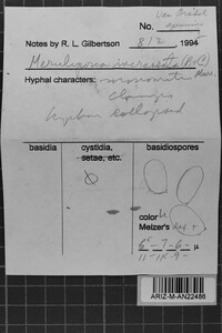 Meruliporia incrassata image