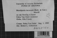 Meruliporia incrassata image