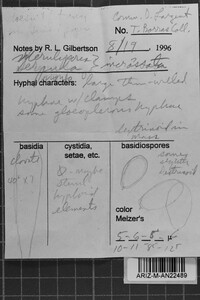 Meruliporia incrassata image