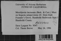 Meruliporia incrassata image