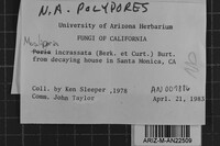 Meruliporia incrassata image