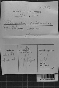 Postia simanii image