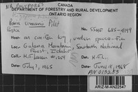 Postia simanii image