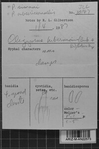 Postia simanii image
