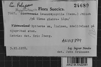 Mycolindtneria leucobryophila image