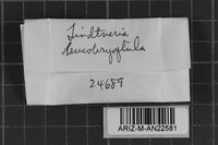 Mycolindtneria leucobryophila image