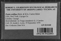 Postia ceriflua image