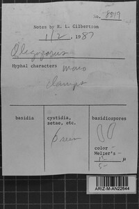 Postia simanii image