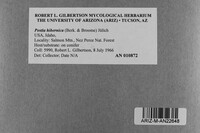 Postia hibernica image