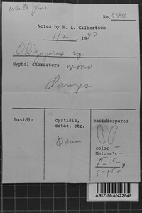 Postia hibernica image