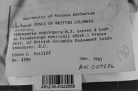 Gilbertsonia angulopora image