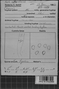 Gilbertsonia angulopora image